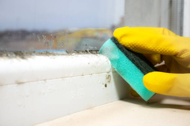 Best Office Mold Removal Services  in Long Grove, IL