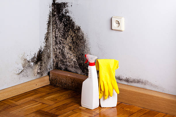Professional Mold Removal in Long Grove, IL