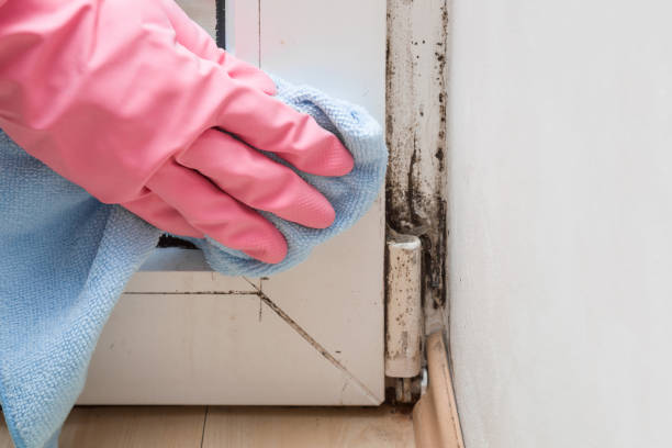 Best Mold Testing  in Long Grove, IL