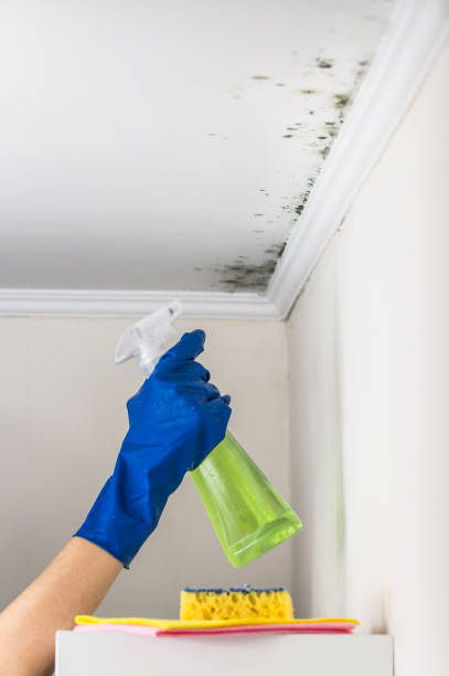 Best Black Mold Removal  in Long Grove, IL